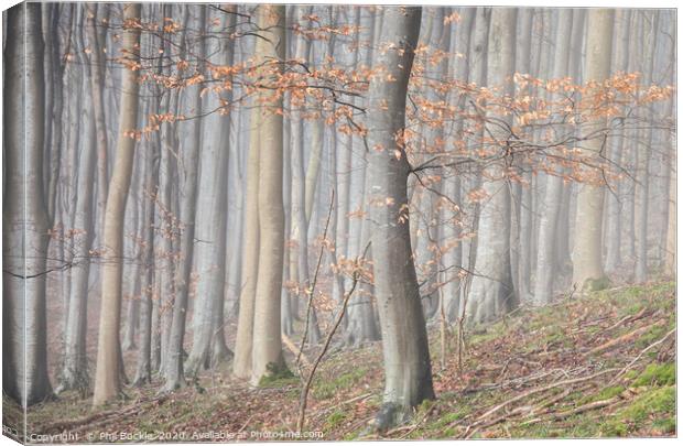 Misty Beech Woodland Canvas Print by Phil Buckle