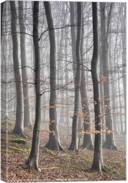 Beech Tree Woodland and Mist Canvas Print by Phil Buckle