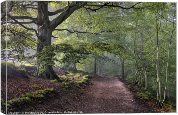 Misty Gelt Woods Canvas Print by Phil Buckle