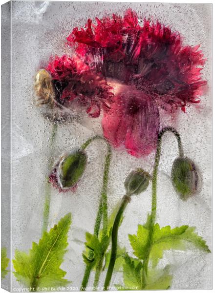 Frozen Poppies Canvas Print by Phil Buckle