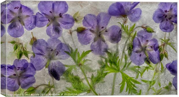 Geranium flowers in ice Canvas Print by Phil Buckle
