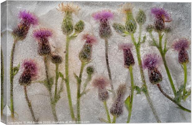 Field of Thistles Canvas Print by Phil Buckle