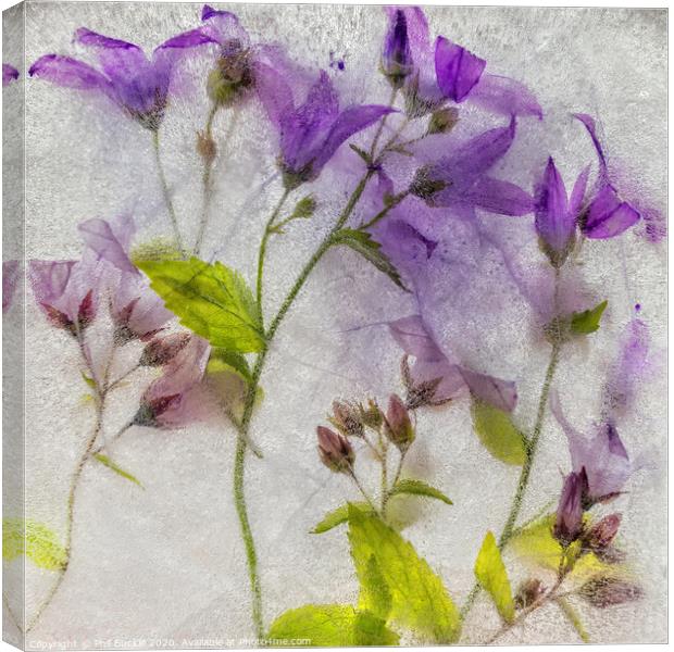 Campanula flowers encased in ice Canvas Print by Phil Buckle