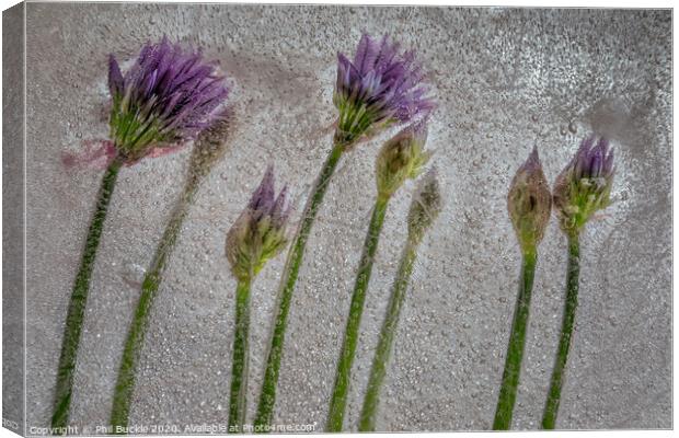 Chive Flowers Canvas Print by Phil Buckle