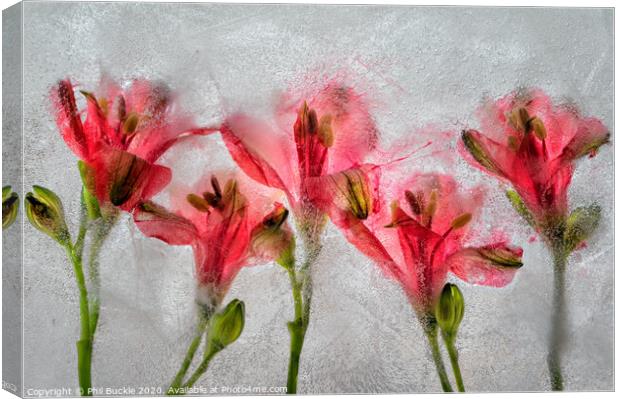 Alamestria Flowers Canvas Print by Phil Buckle