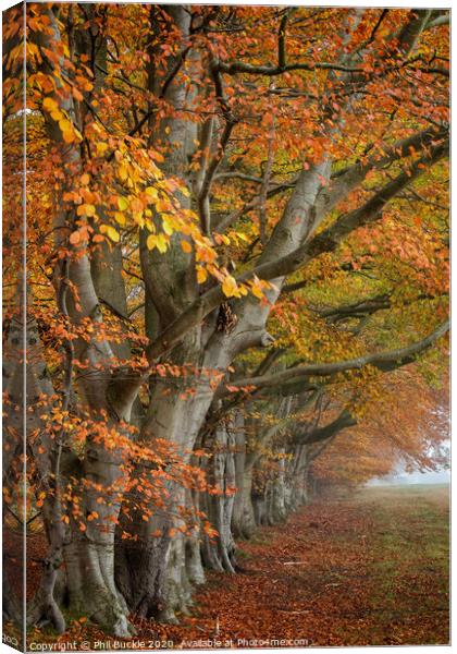 Autumn Beech Trees Canvas Print by Phil Buckle