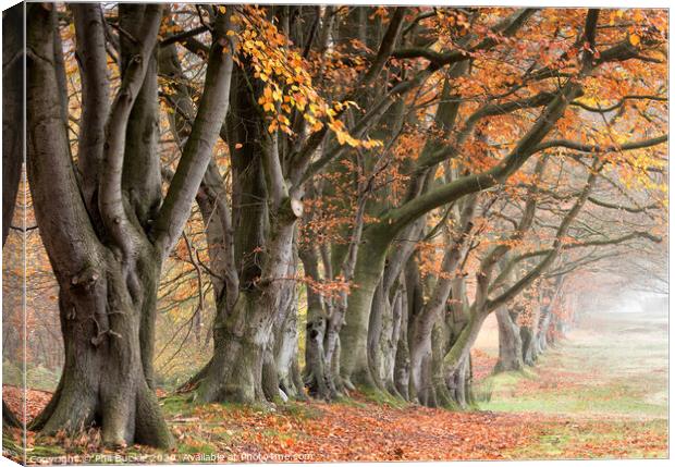 Autumn Beech Trees Canvas Print by Phil Buckle