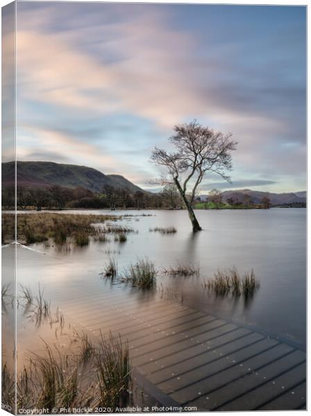 Gale Bay Lone Tree Canvas Print by Phil Buckle