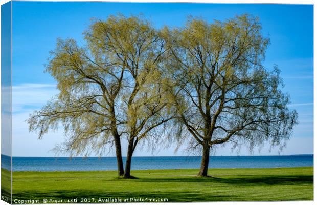Two willows by the sea Canvas Print by Aigar Lusti