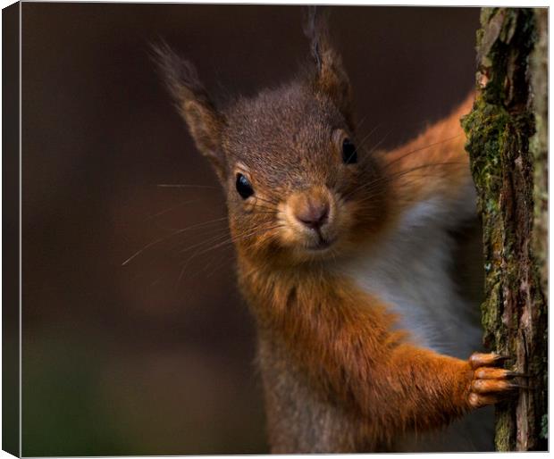 Red Squirrel  - looking at me Canvas Print by harry morgan