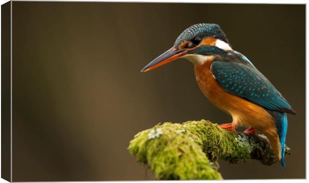 Kingfisher waiting patiently Canvas Print by harry morgan