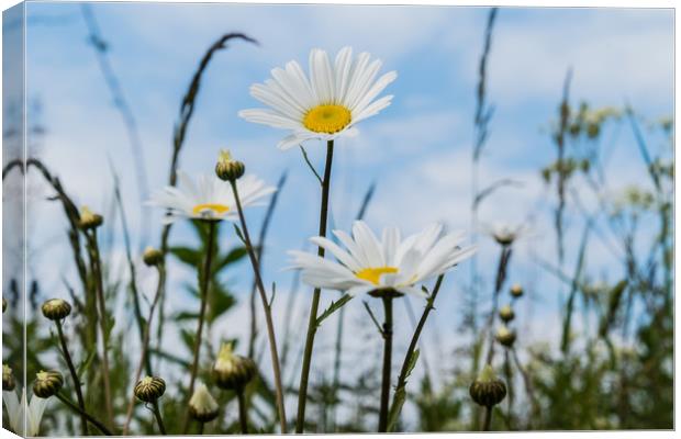 Field daisies in the sun Canvas Print by Alf Damp