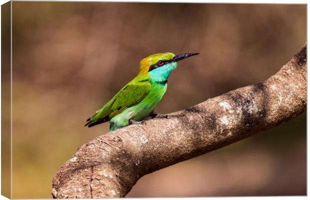 Colourful Green Bee-eater Canvas Print by Marlane Clarke