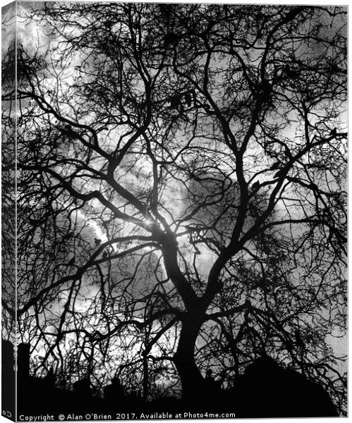 Tree silhouette with dramatic sky backdrop. Canvas Print by Alan O'Brien