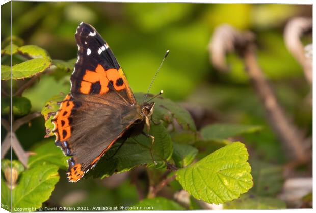 Red Admiral Butterfly Canvas Print by David O'Brien