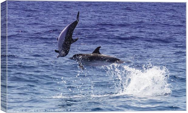 Dolphins playing and leaping in the surf Canvas Print by David O'Brien