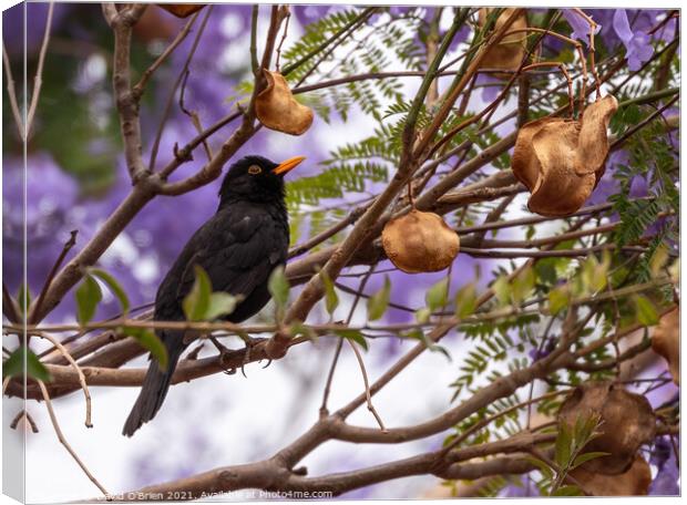 Blackbird (male) in Jacaranda tree Canvas Print by David O'Brien