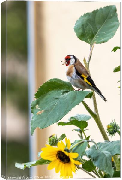Goldfinch sitting in sunflower plant Canvas Print by David O'Brien