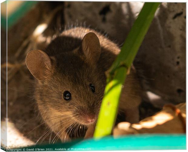 Curious mouse in garden foliage Canvas Print by David O'Brien