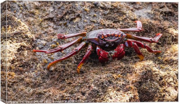 Red Rock Crab Canvas Print by David O'Brien