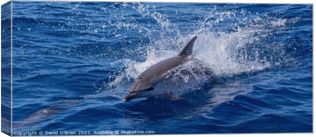Dolphin playing in the waves Canvas Print by David O'Brien
