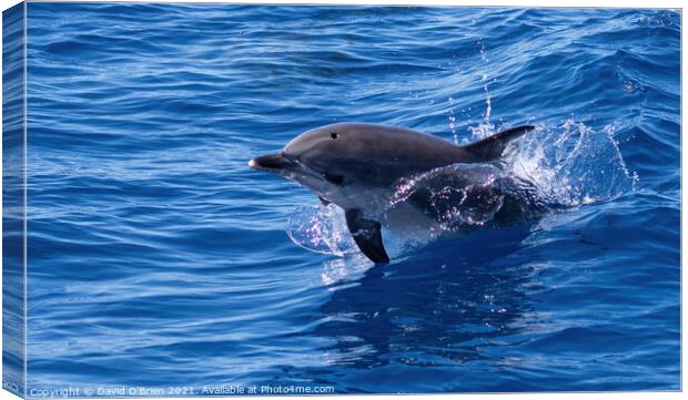 Dolphin playing in the waves Canvas Print by David O'Brien