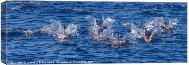 Pod of dolphins Canvas Print by David O'Brien