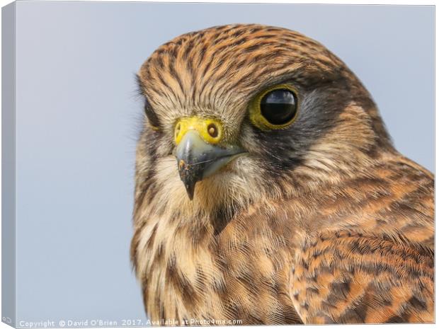 Kestrel after eating Canvas Print by David O'Brien