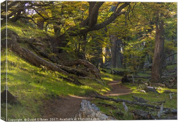 Wild Woods Canvas Print by David O'Brien