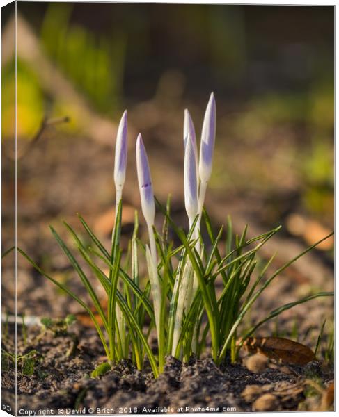 Signs of Spring Canvas Print by David O'Brien
