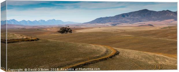 South African Landscape Canvas Print by David O'Brien