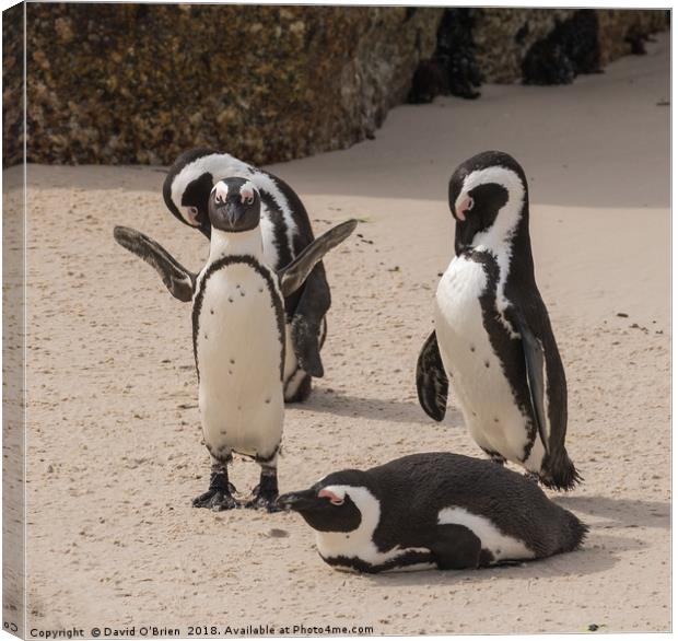 African Penguins Canvas Print by David O'Brien