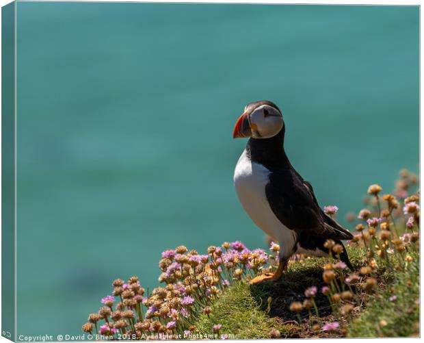 Atlantic Puffin Canvas Print by David O'Brien