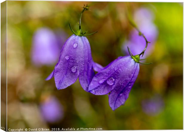 Raindrops on Campanula Flowers Canvas Print by David O'Brien