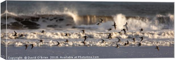 A flight of Plovers Canvas Print by David O'Brien