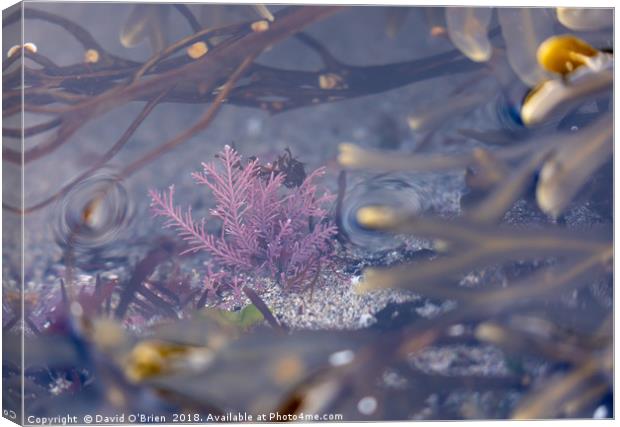 Colourful Seaweed Canvas Print by David O'Brien