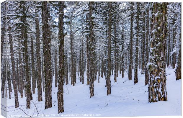 Forest in Winter Canvas Print by David O'Brien