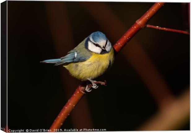 Blue Tit on Red Branch  Canvas Print by David O'Brien