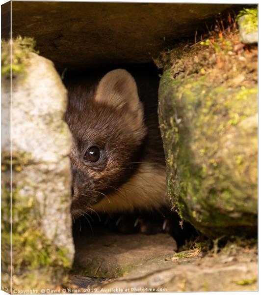 Pine Marten Canvas Print by David O'Brien