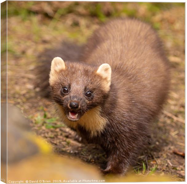 Pine Marten Canvas Print by David O'Brien