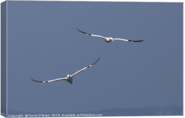 A pair of Gannets Canvas Print by David O'Brien