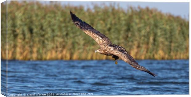 White-tailed Eagle Canvas Print by David O'Brien