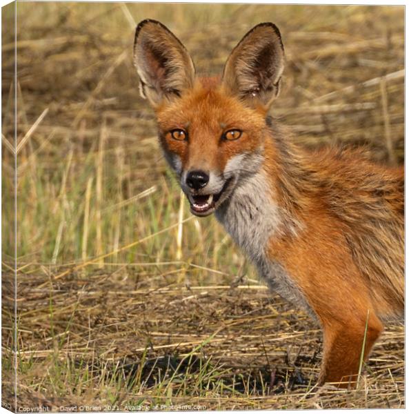 Fox with intense stare Canvas Print by David O'Brien