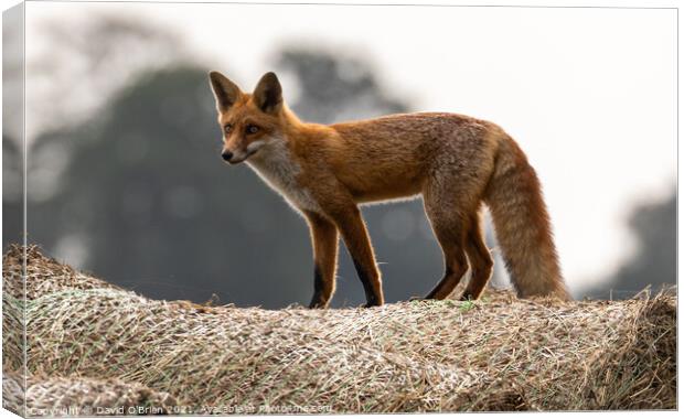 A young fox standing atop a hay bale Canvas Print by David O'Brien