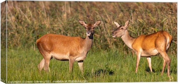 Two Red Deer Hinds Canvas Print by David O'Brien