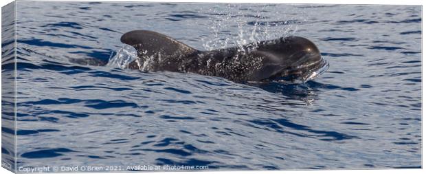 Pilot Whale Canvas Print by David O'Brien