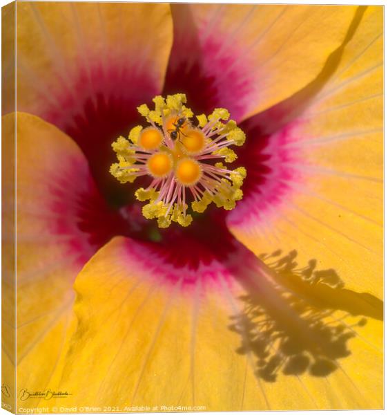 Angel's Trumpet Flower Canvas Print by David O'Brien