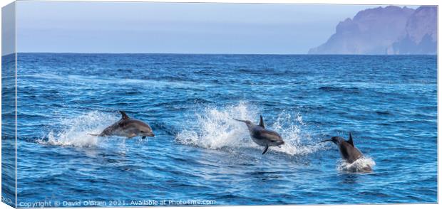 Bottlenose Dolphins Canvas Print by David O'Brien