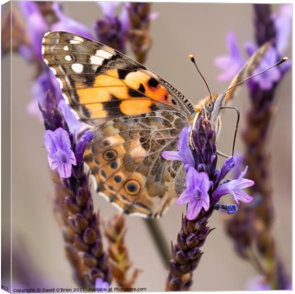 Painted Lady Butterfly Canvas Print by David O'Brien