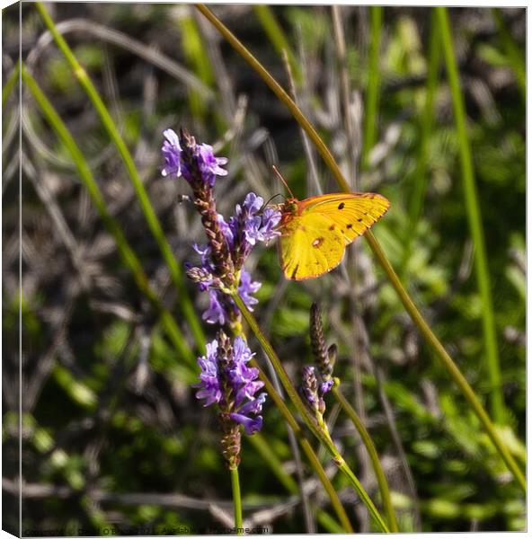 Cloudy Yellow Butterfly Canvas Print by David O'Brien